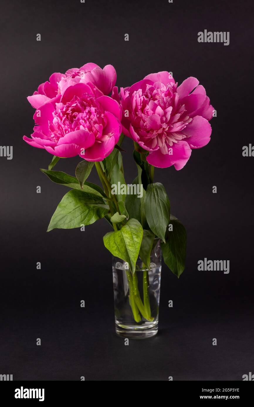 Bouquet of pink peonies in a glass vase on a black background. Floral ...