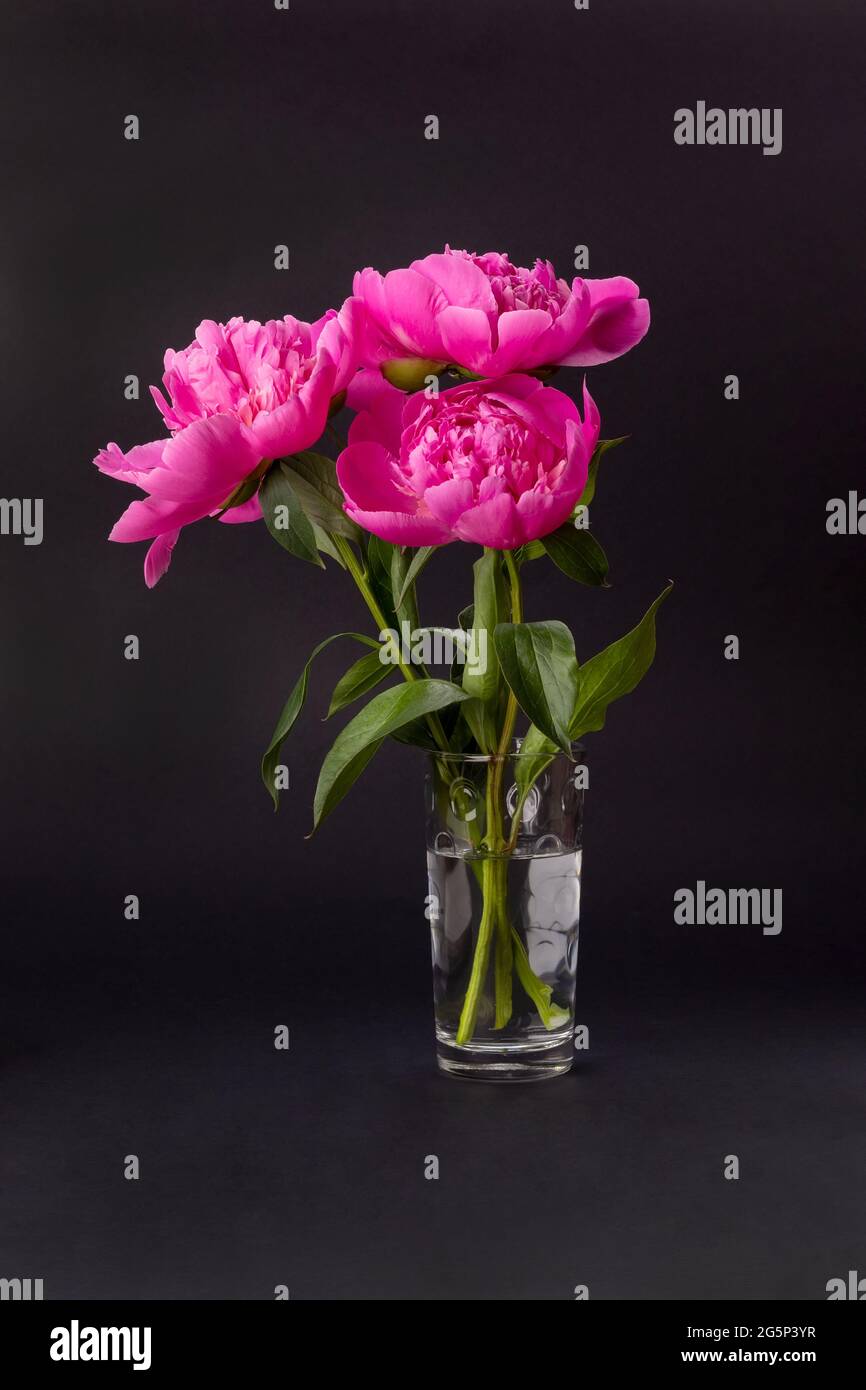 Bouquet of pink peonies in a glass vase on a black background. Floral ...