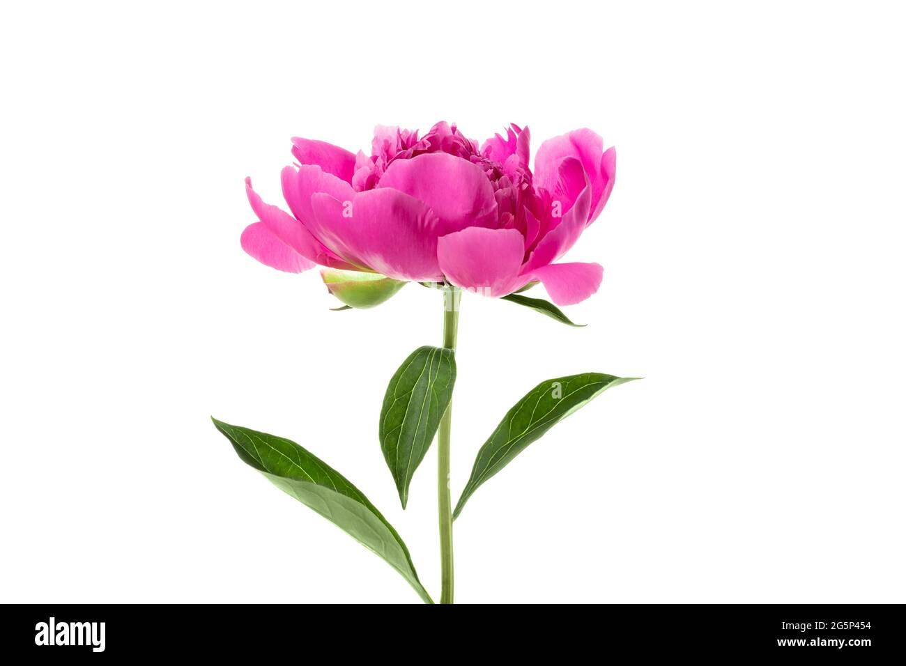 Beautiful pink peony isolated on white background Stock Photo - Alamy