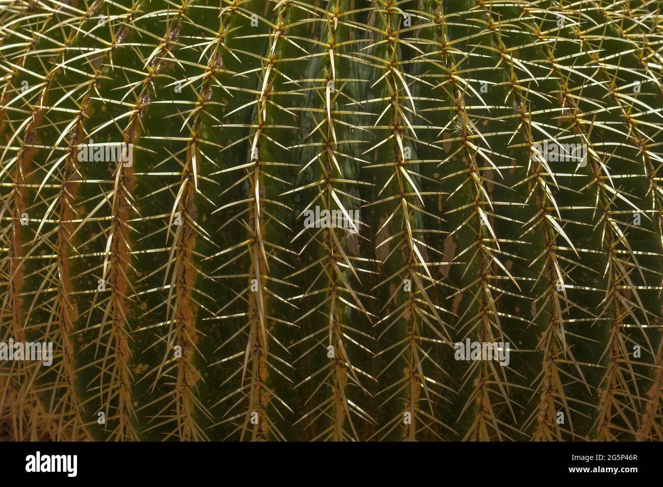 Detail of cactus in the botanical garden of Monaco. French riviera. Stock Photo