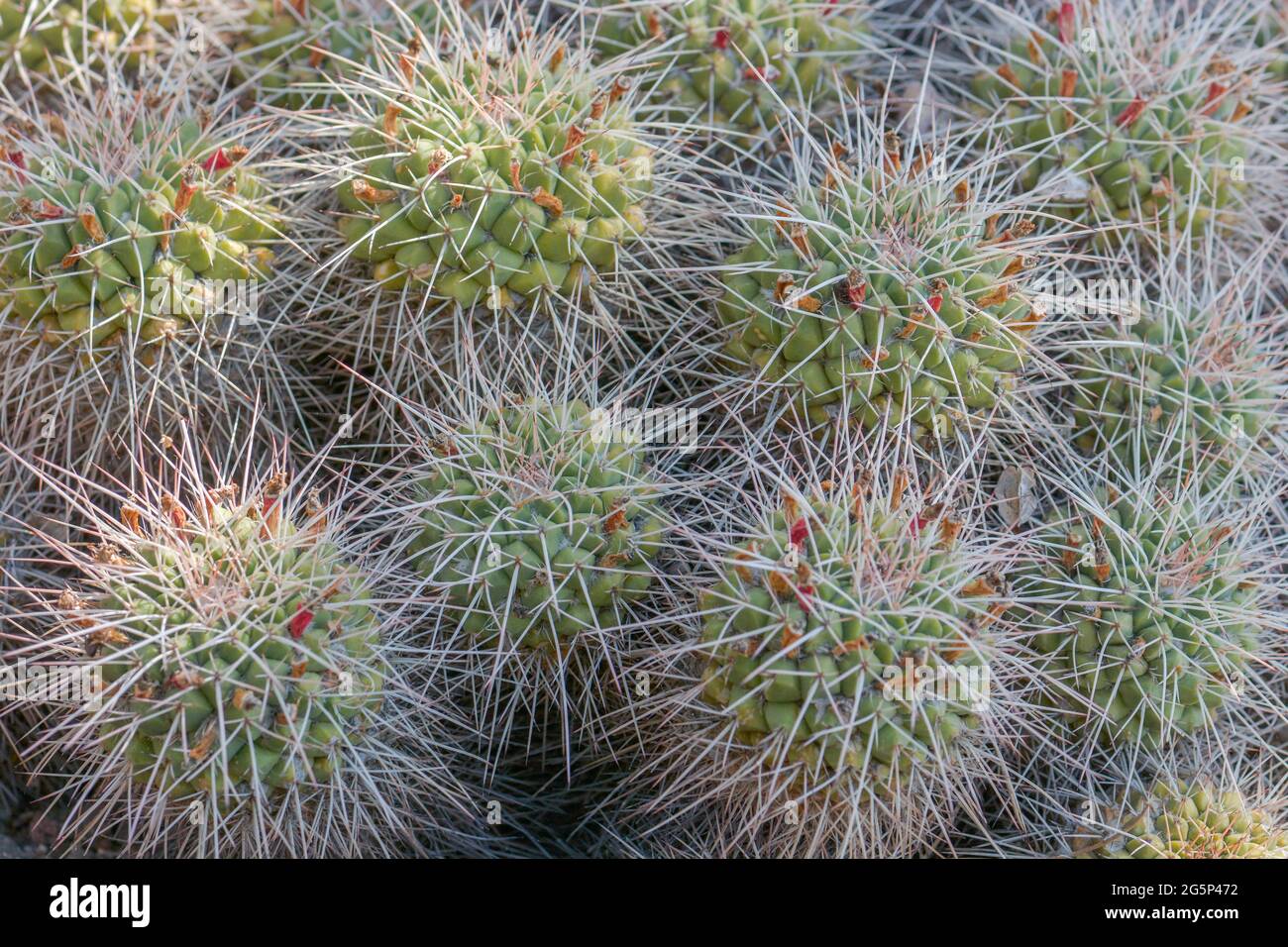 Detail of cactus in the botanical garden of Monaco. French riviera Stock  Photo - Alamy