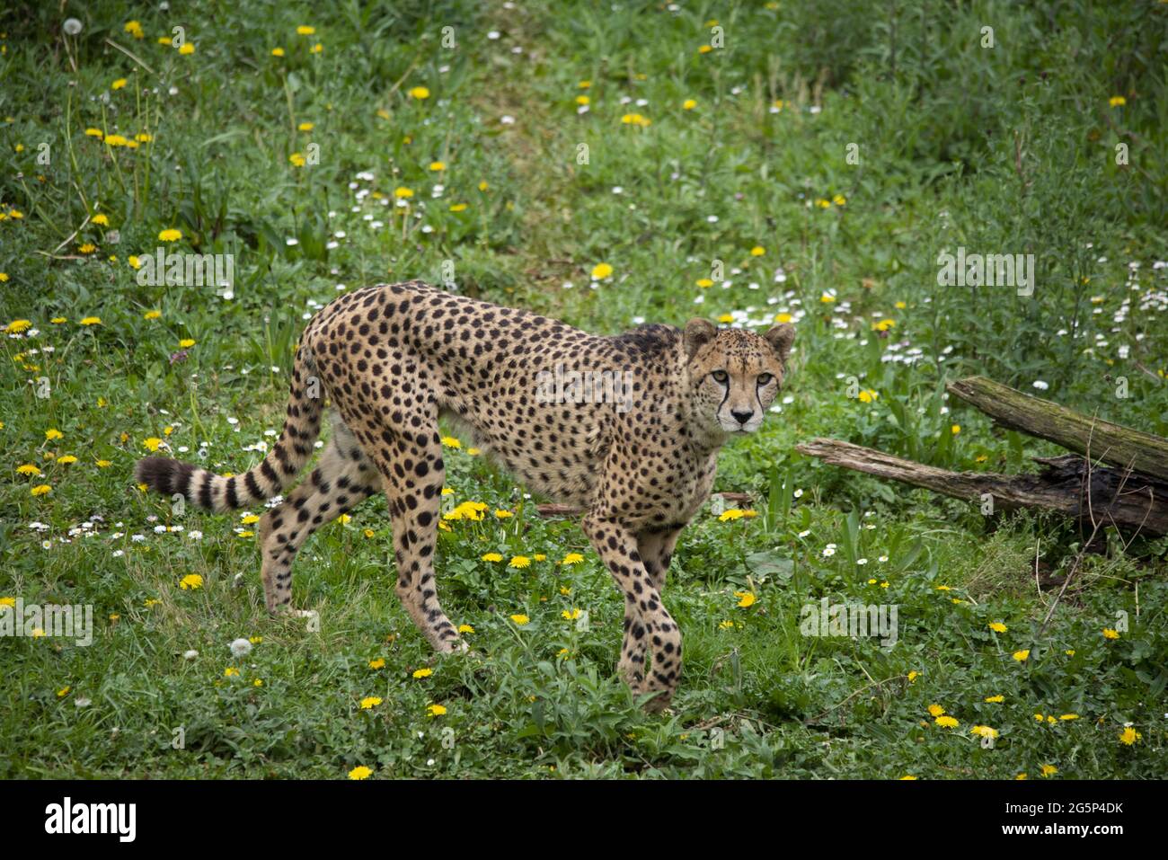 cheetah walking and marking territory Stock Photo Alamy