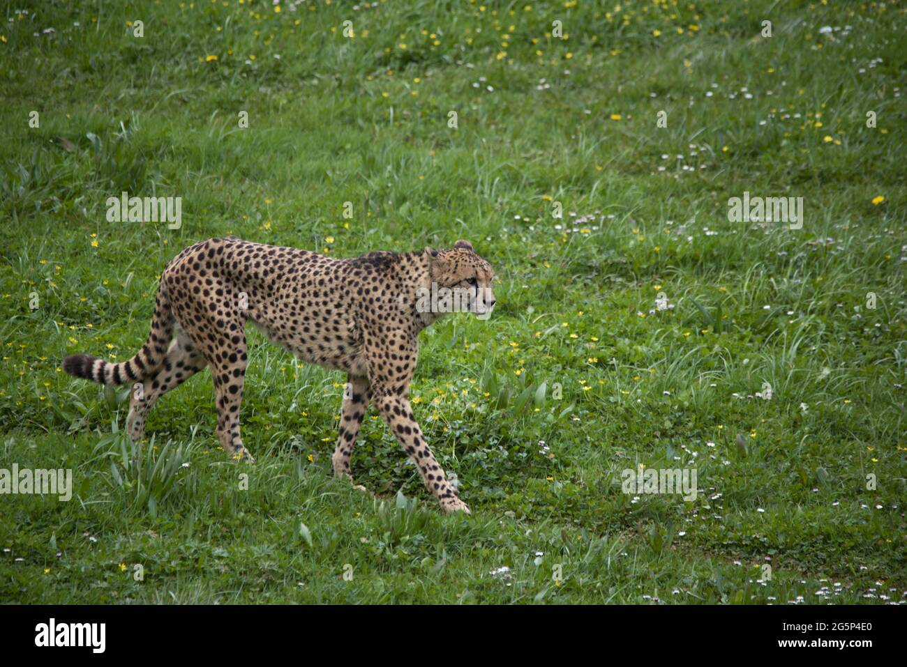 cheetah walking and marking territory Stock Photo Alamy