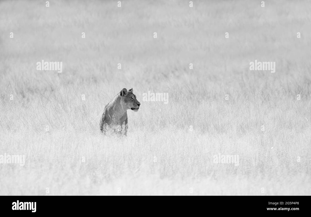 Afemale Lion in Southern African Kalahari grasslands Stock Photo Alamy