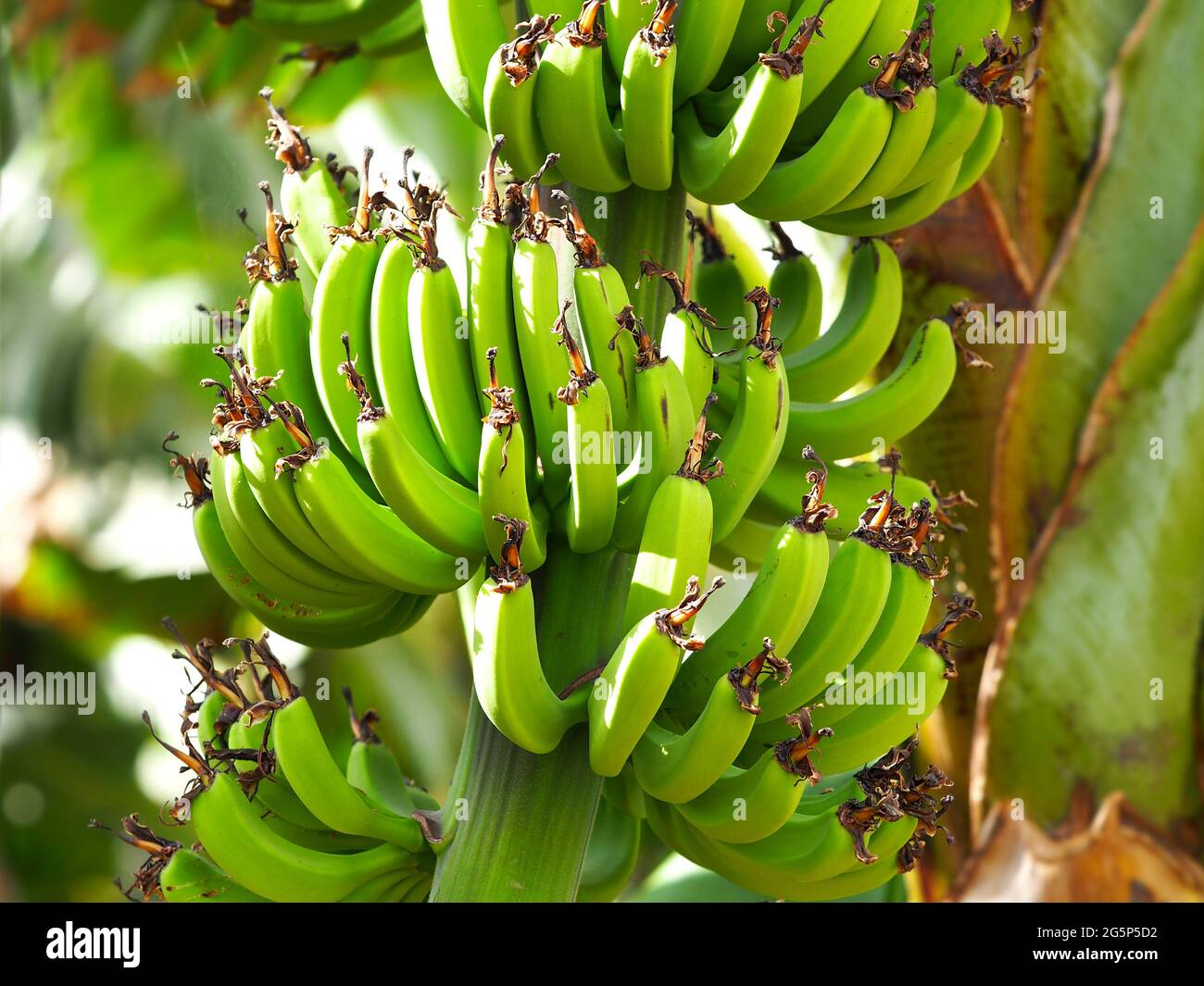 Close-up unches of unripe green bananas in sunlight. Macro shot of bananas on a blurred background. Stock Photo