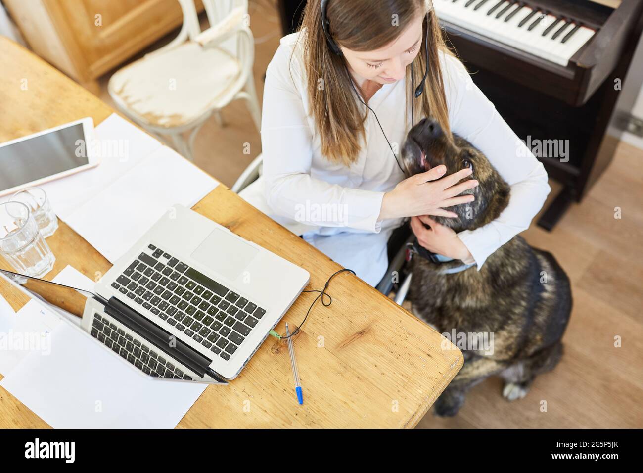 Paralyzed business woman in a wheelchair at the laptop computer in the home office paws her assistance dog Stock Photo