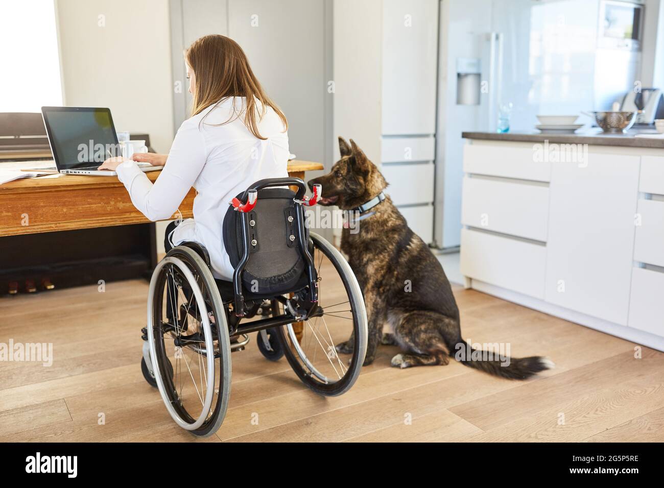 Woman in a wheelchair at the laptop PC with assistance dog to support business inclusion Stock Photo