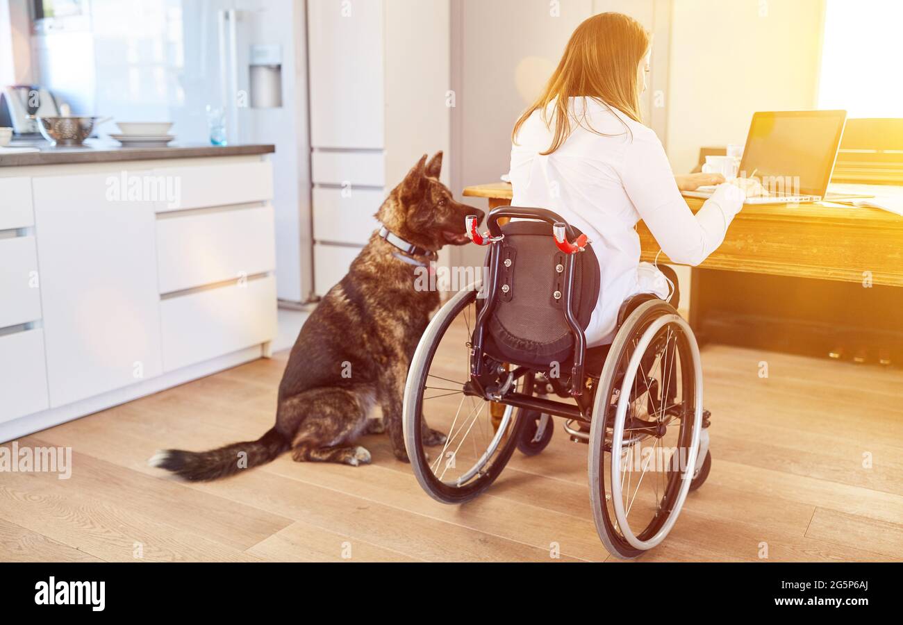 Disabled woman in wheelchair with assistance dog working on laptop computer at home Stock Photo