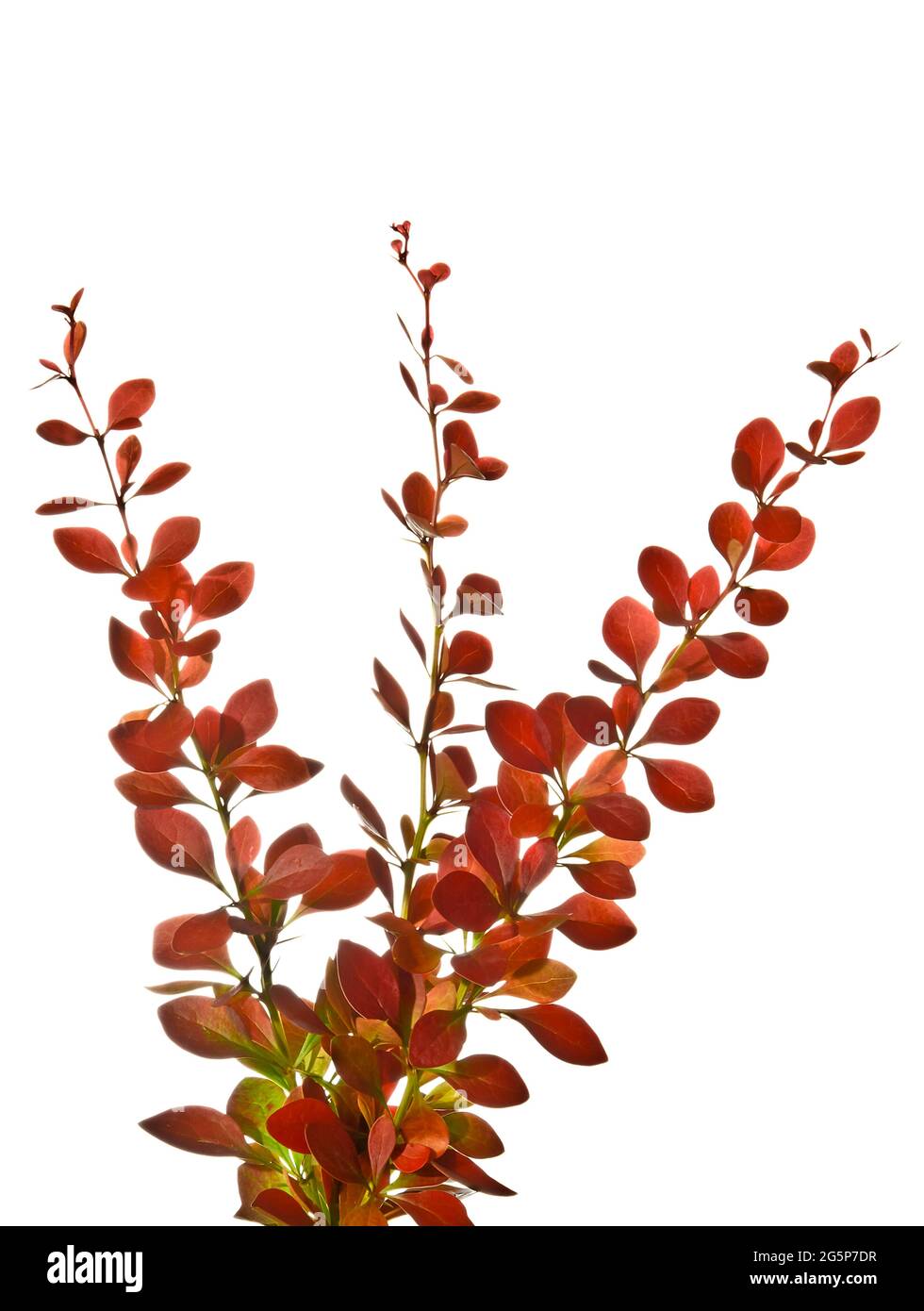 Sprigs of barberry  isolated on white Stock Photo
