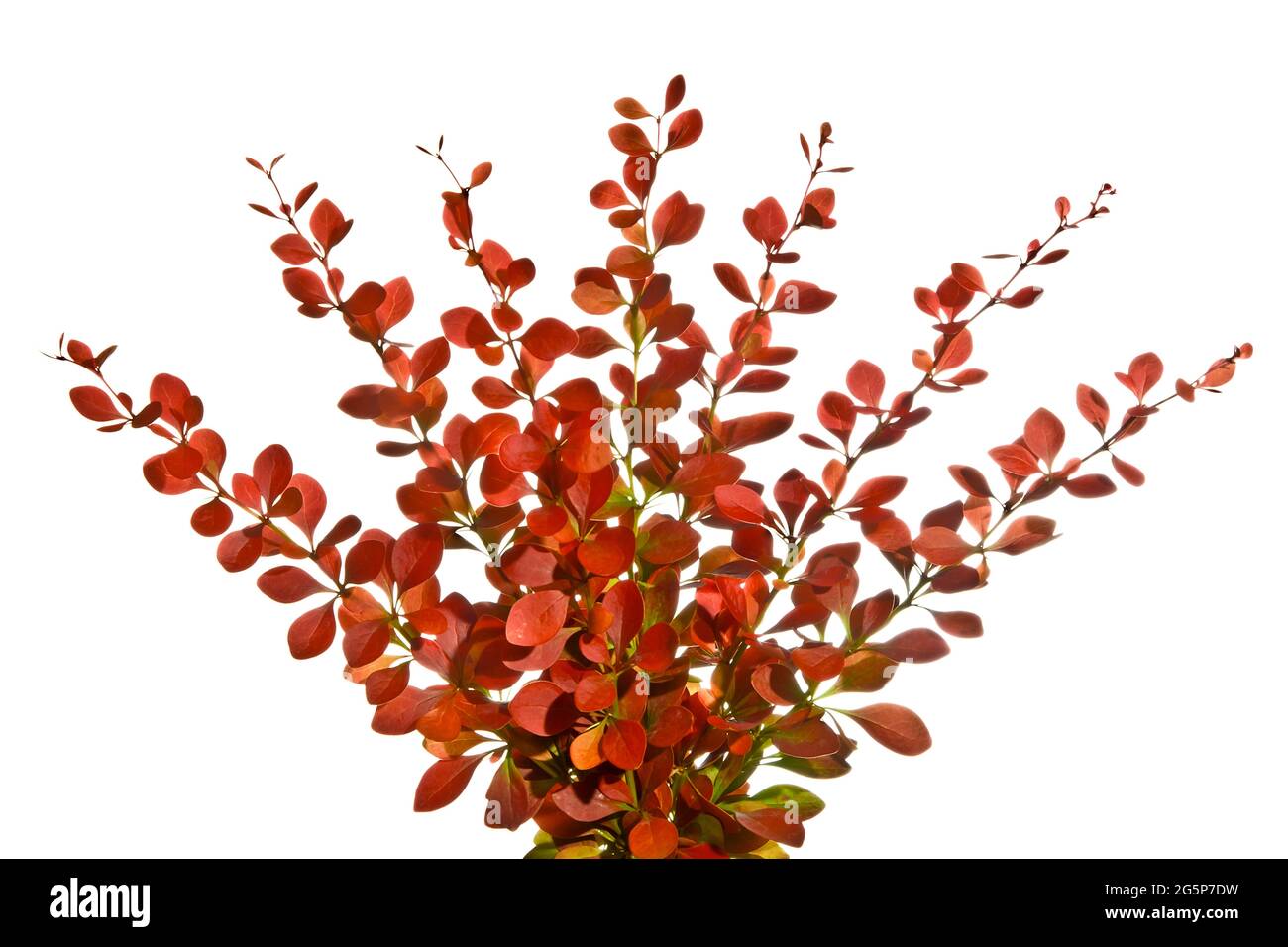 Sprigs of barberry  isolated on white Stock Photo