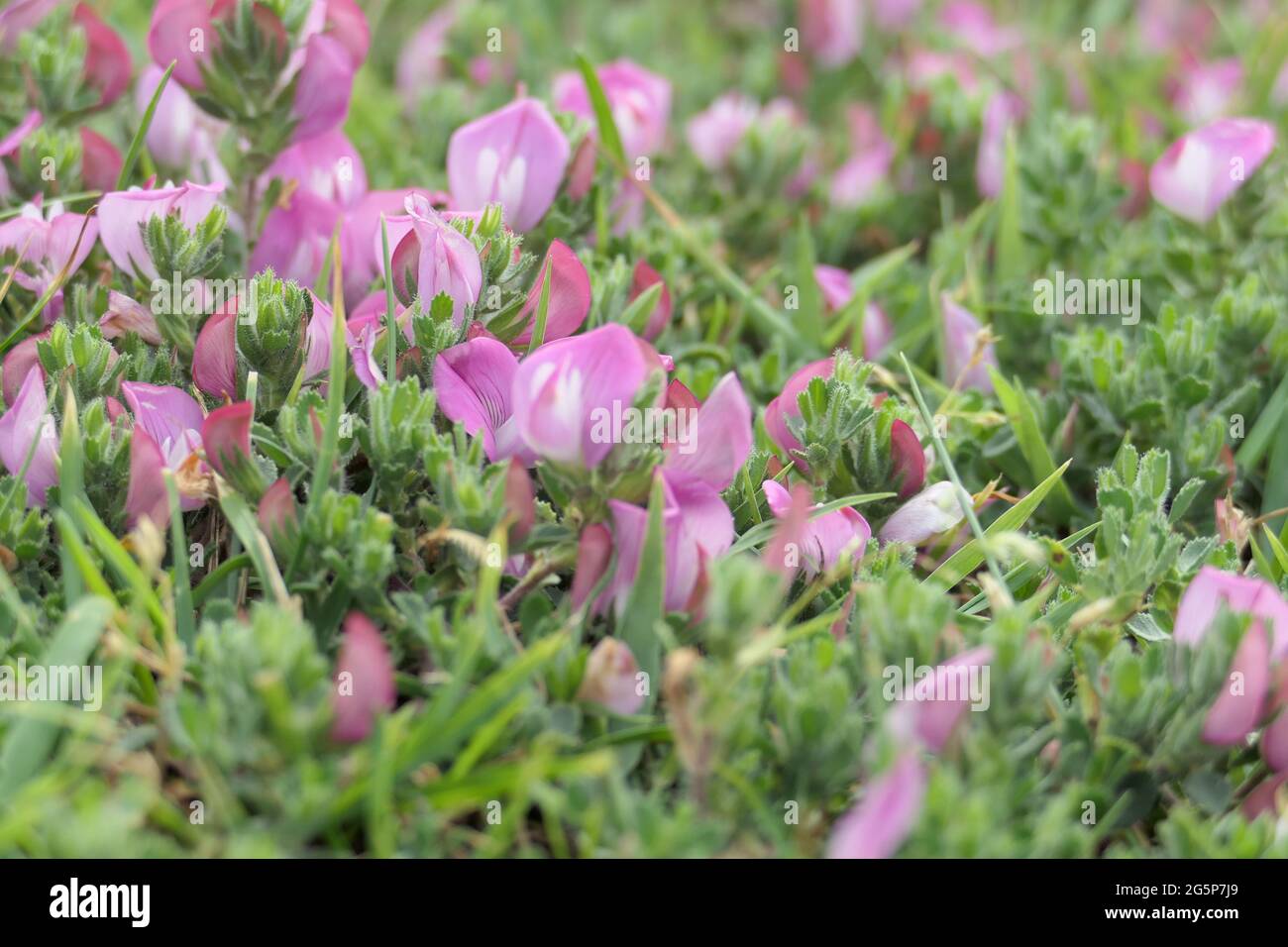 Macro close-up of the flowers of Spiny Restharrow (Ononis Spinosa), possibly s. procurrens, in the dunes along the Dutch coast Stock Photo