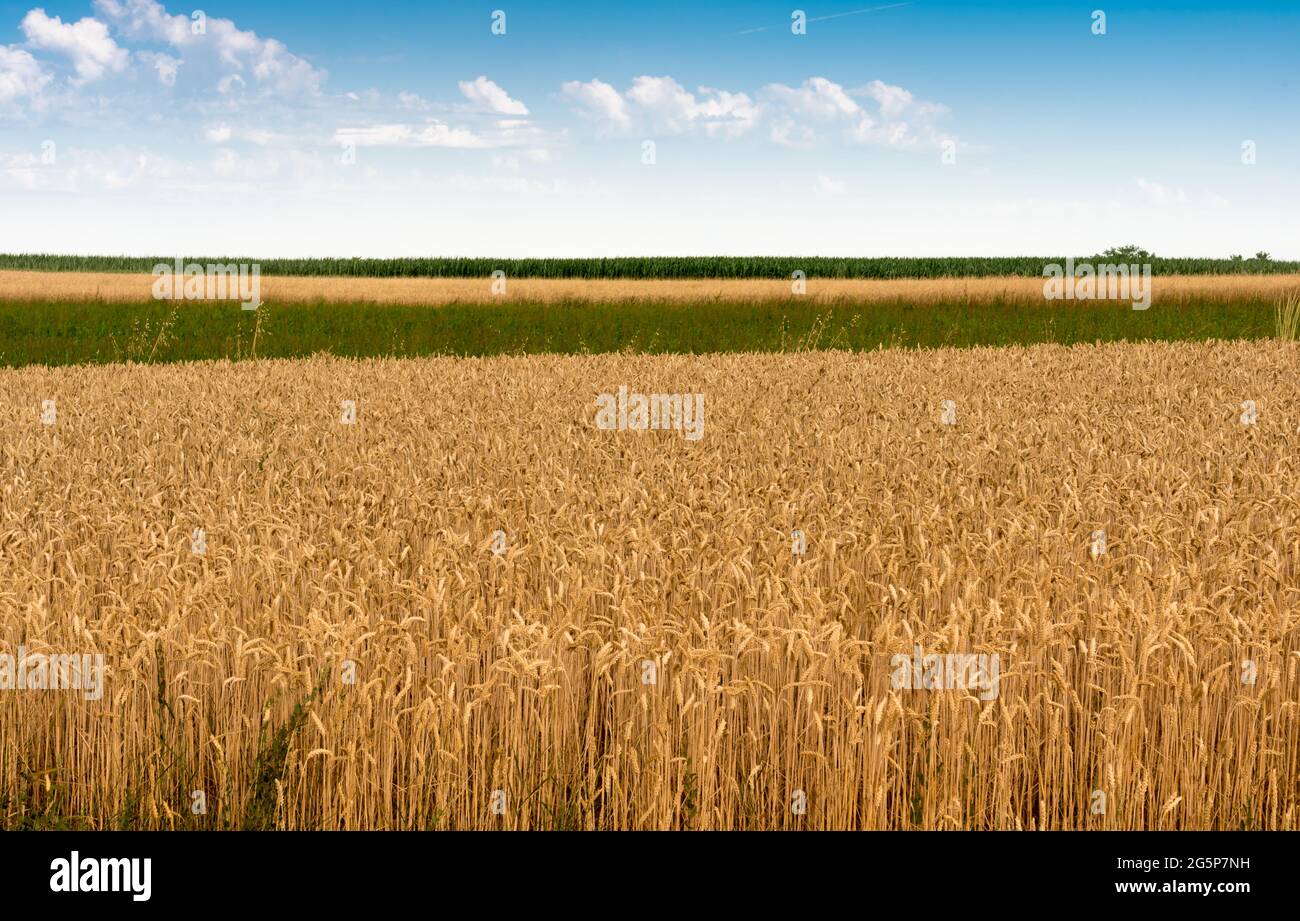 golden wheat fields and green meadows, agricultural landscape on summer sky in Piedmont, Italy Stock Photo