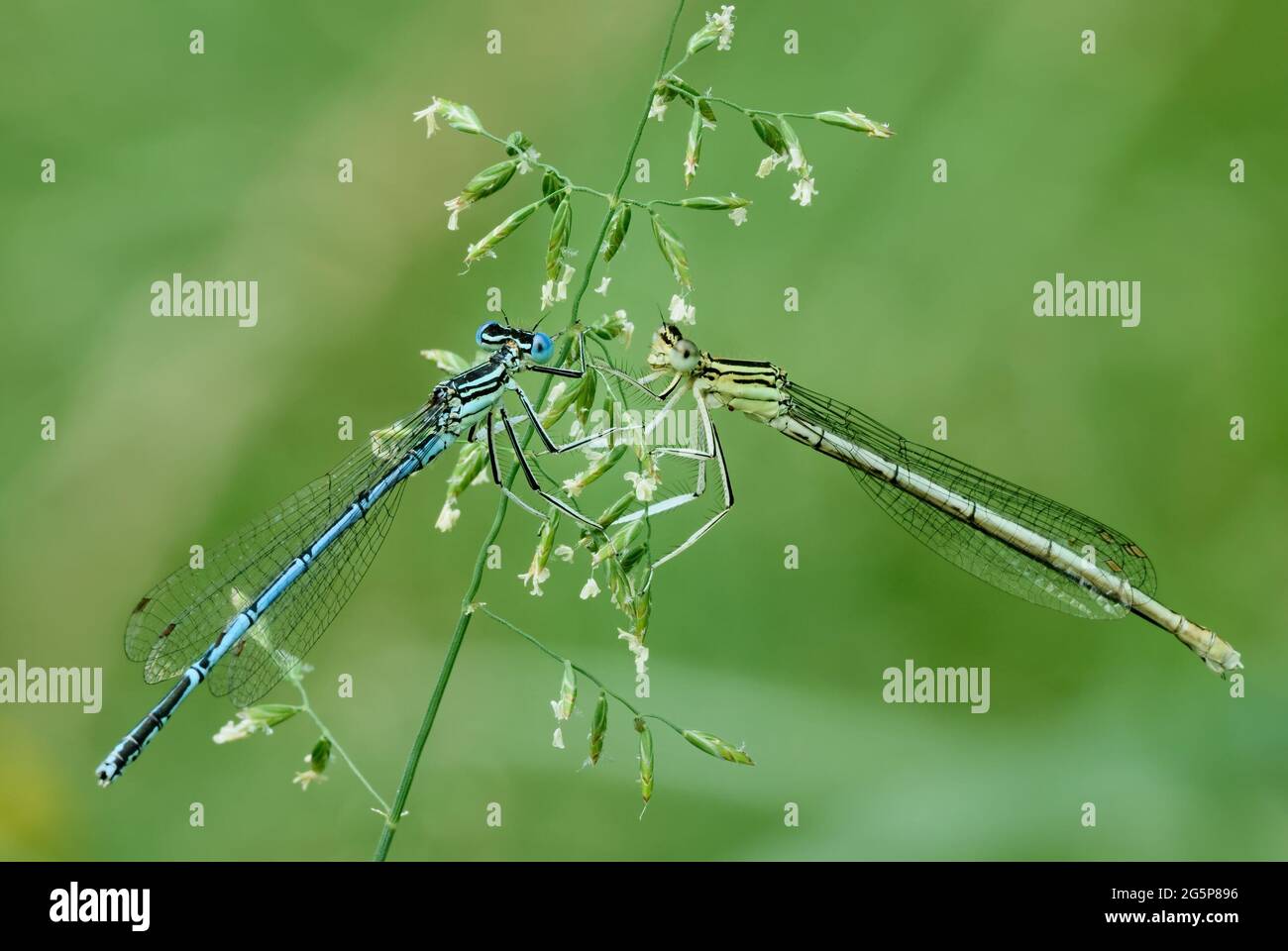 Two white legged damselflies in a pair. Male with female sitting on a meadow grass with small flowers. Genus species Platycnemis  pennipes. Stock Photo