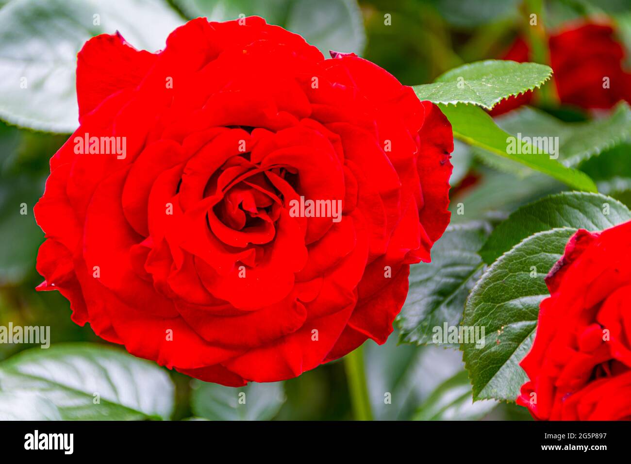 Close up of wild red roses in Summer. Vibrant natural background Stock Photo