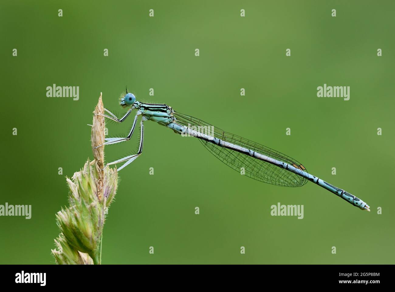 White legged damselfly male, sitting motionless on grass. Waiting for ...