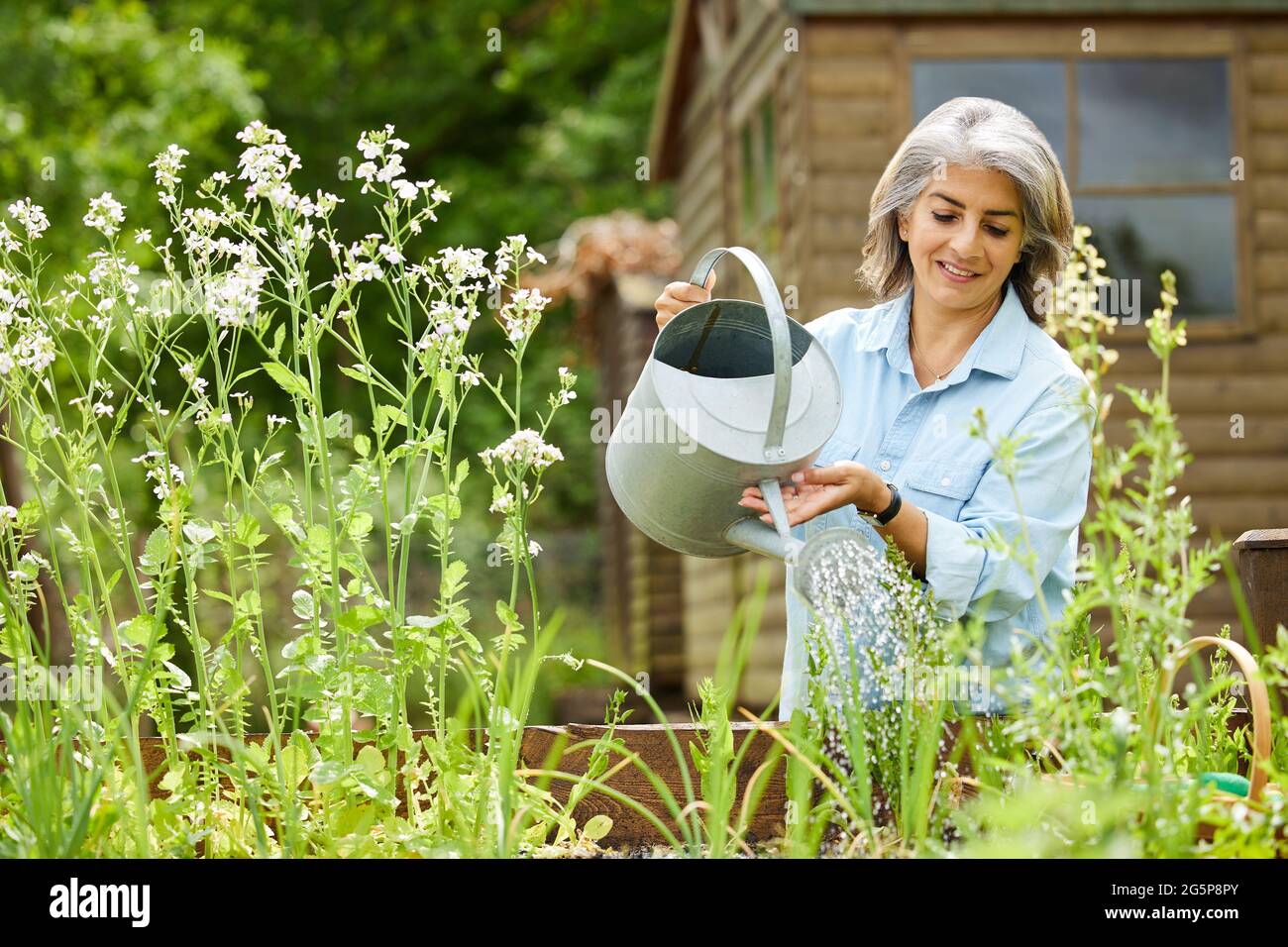 Mature Woman In Garden At Home Watering Vegetables In Raised Beds Stock Photo