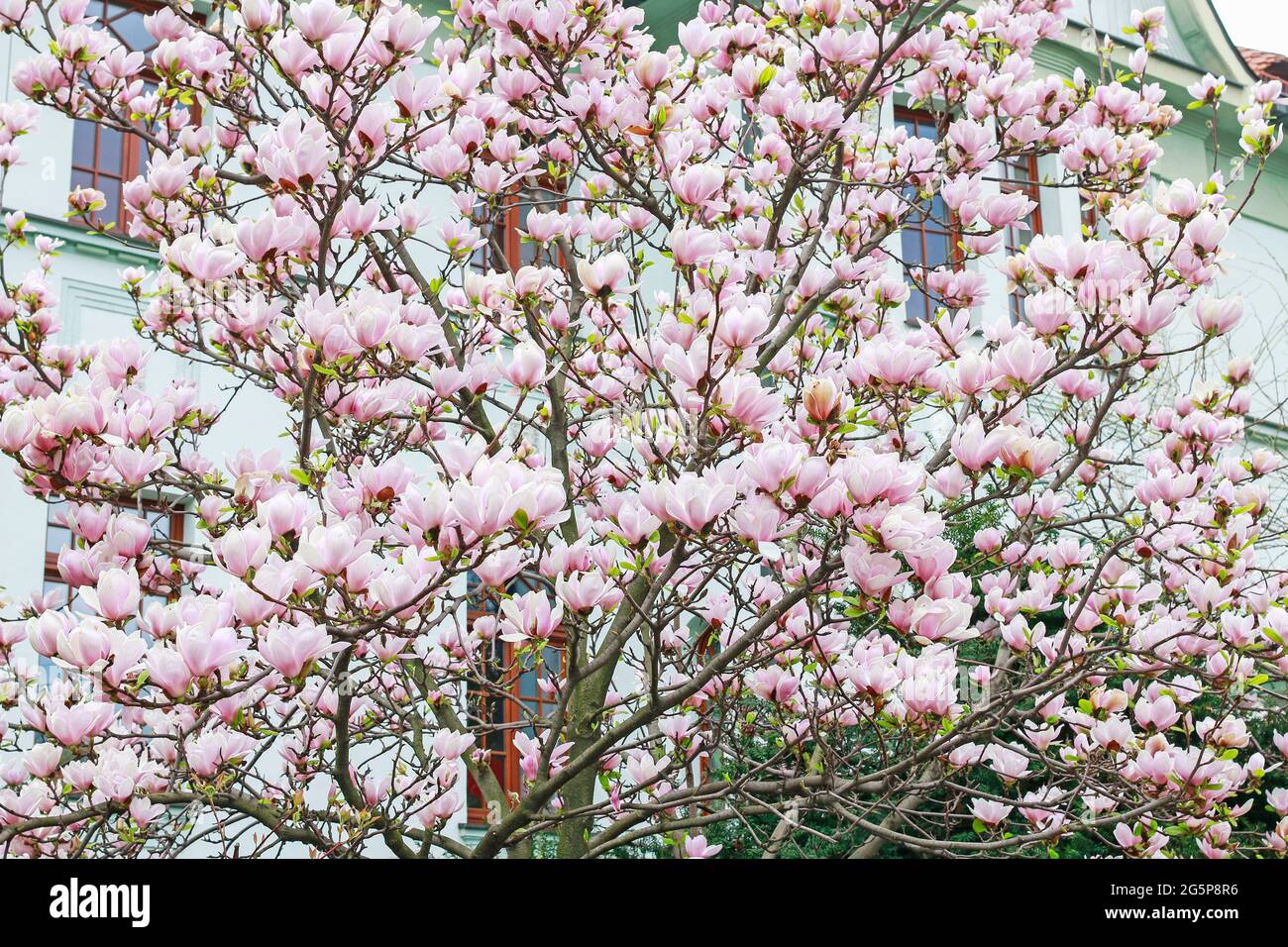 Beautiful magnolia flowers. Spring garden Stock Photo - Alamy
