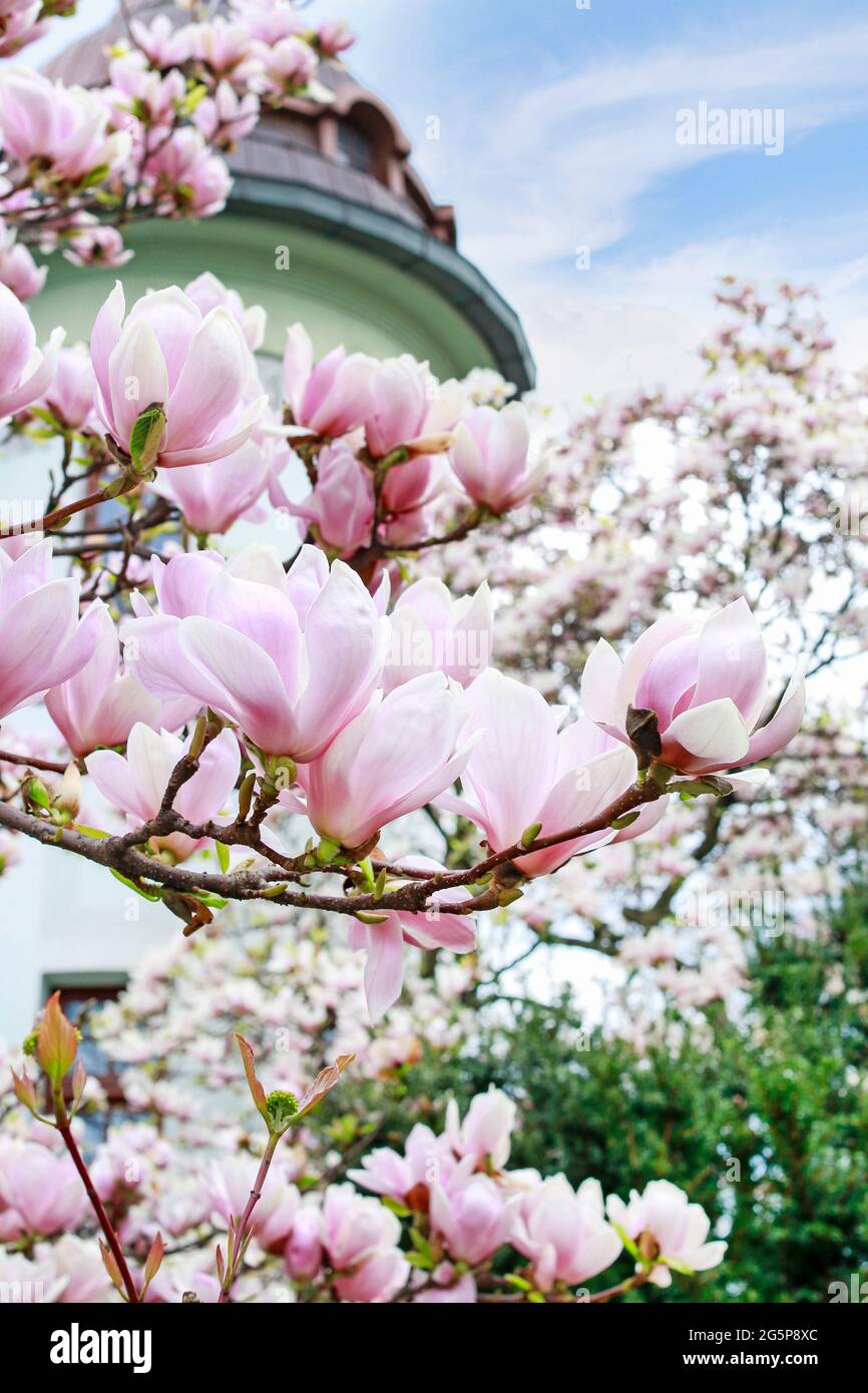 Beautiful magnolia flowers. Spring garden Stock Photo - Alamy