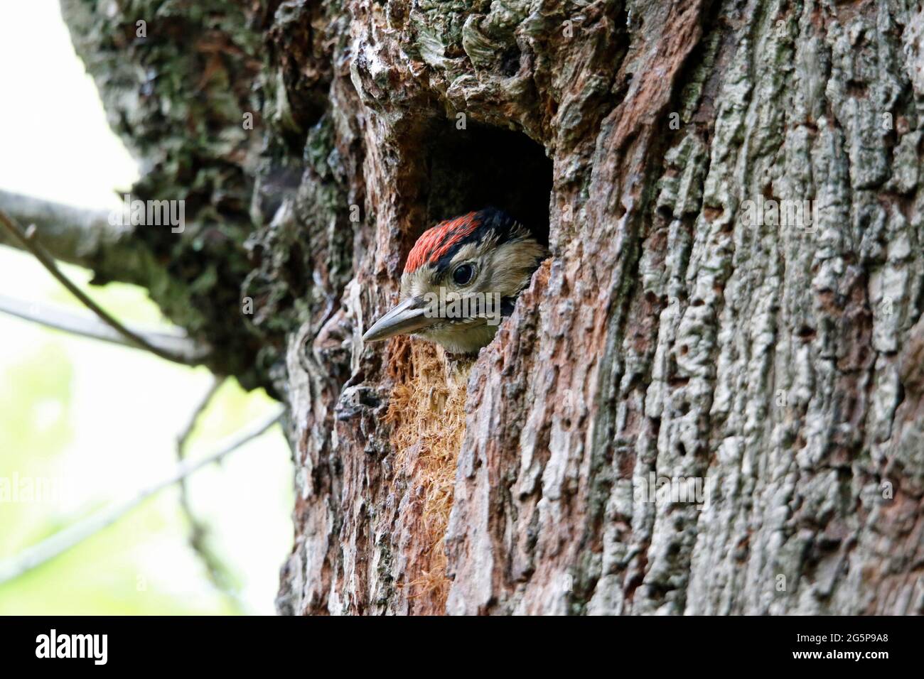Great Spotted Woodpecker Adult And Chick At Nest Site Stock Photo Alamy great-spotted-woodpecker-adult-and-chick-at-nest-site-stock-photo-alamy