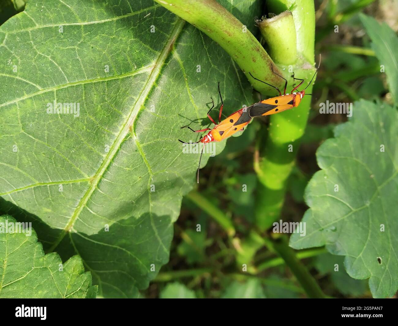 Mating Of Red Cotton Stainer Stock Photo Alamy