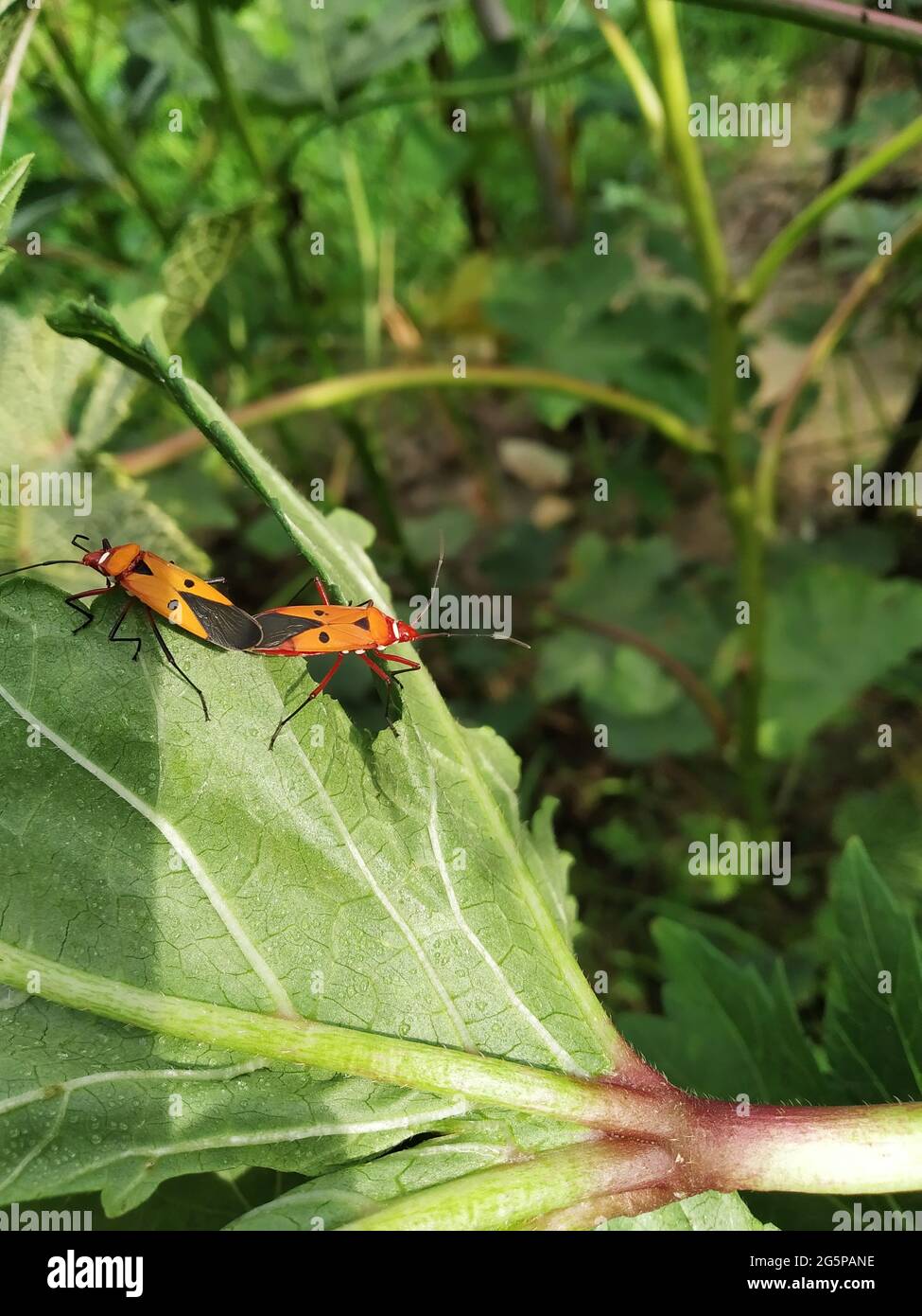 Mating Of Red Cotton Stainer Stock Photo Alamy