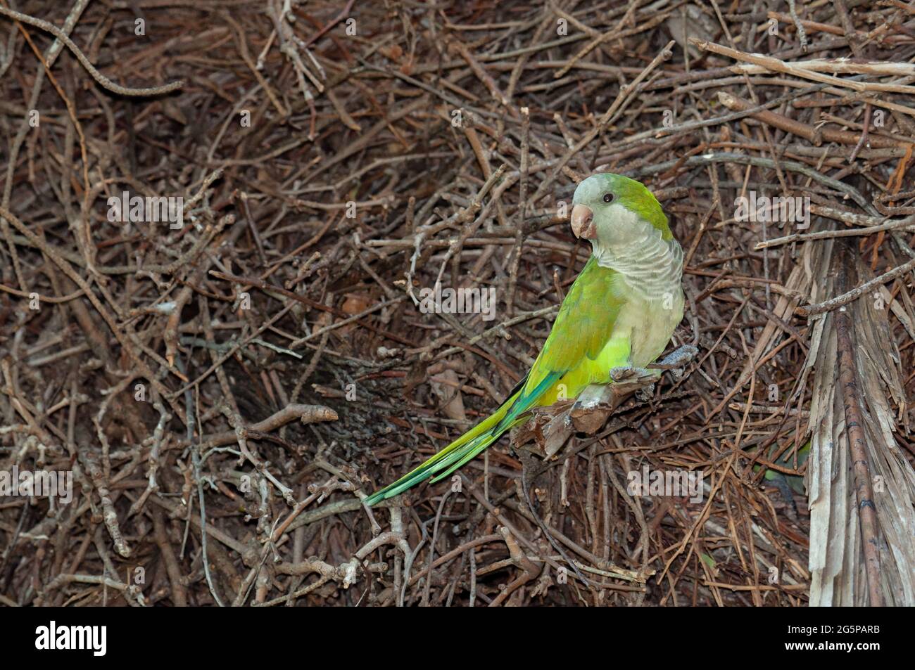 Monk parakeet in a nest Stock Photo