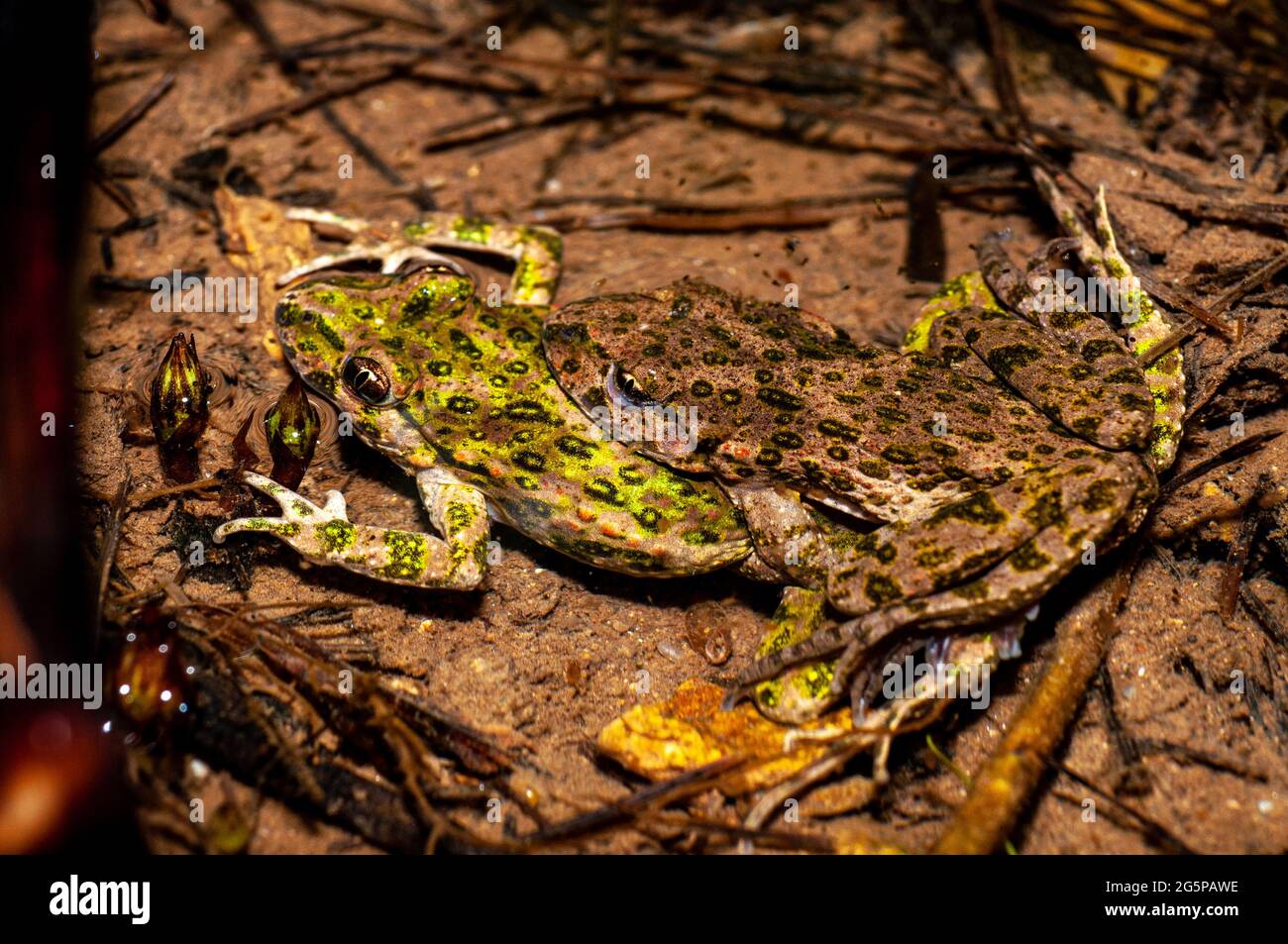Two common parsley frog mating, copulating in amplexus Stock Photo - Alamy