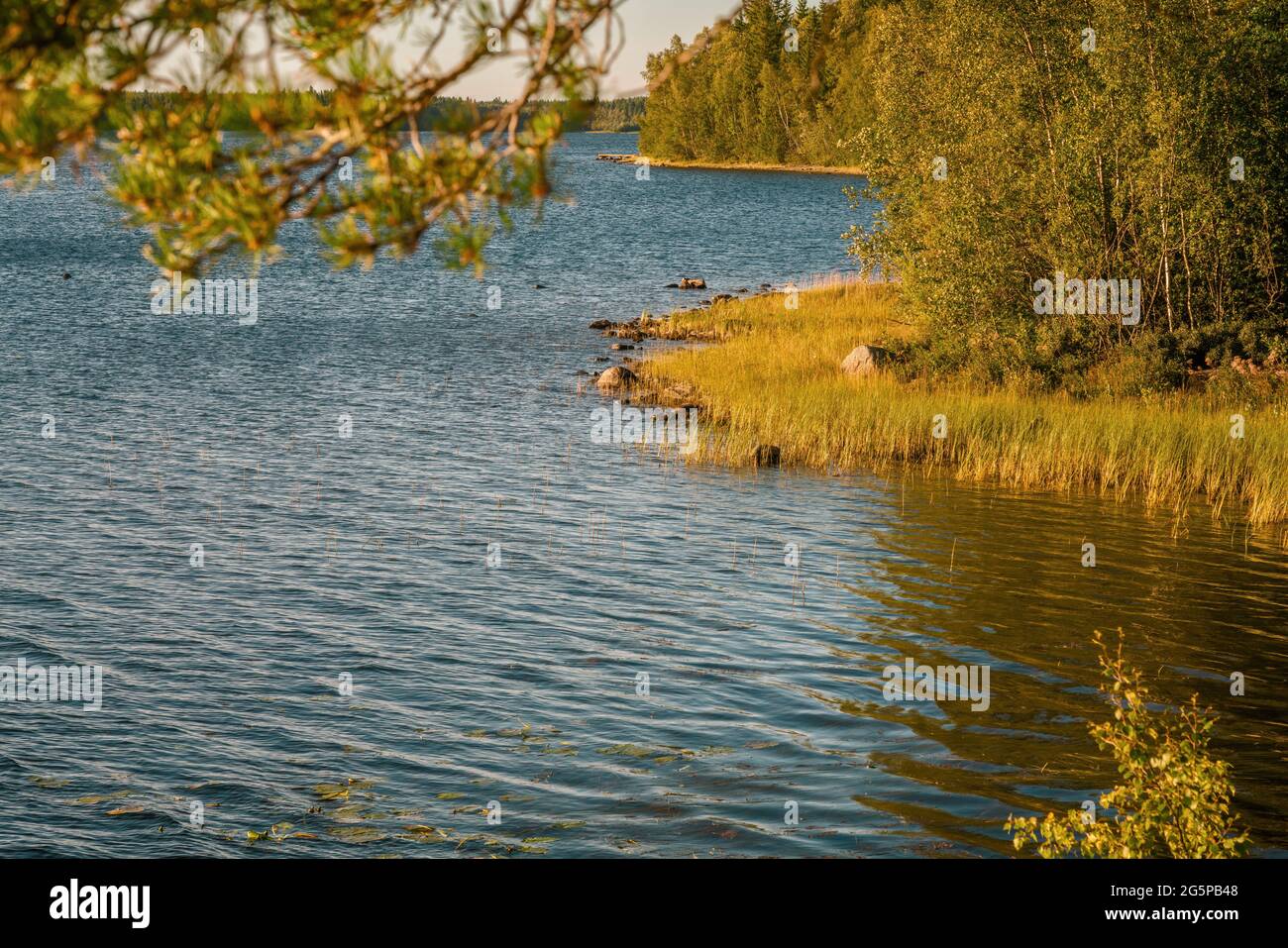 Summer day view of Umea river delta with blurry pine tree branch at front, pine tree forest coast line at right side. Umea, Sweden Stock Photo