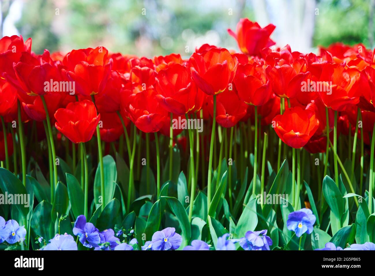 Red beautiful tulips field in spring time with sun rays Stock Photo - Alamy