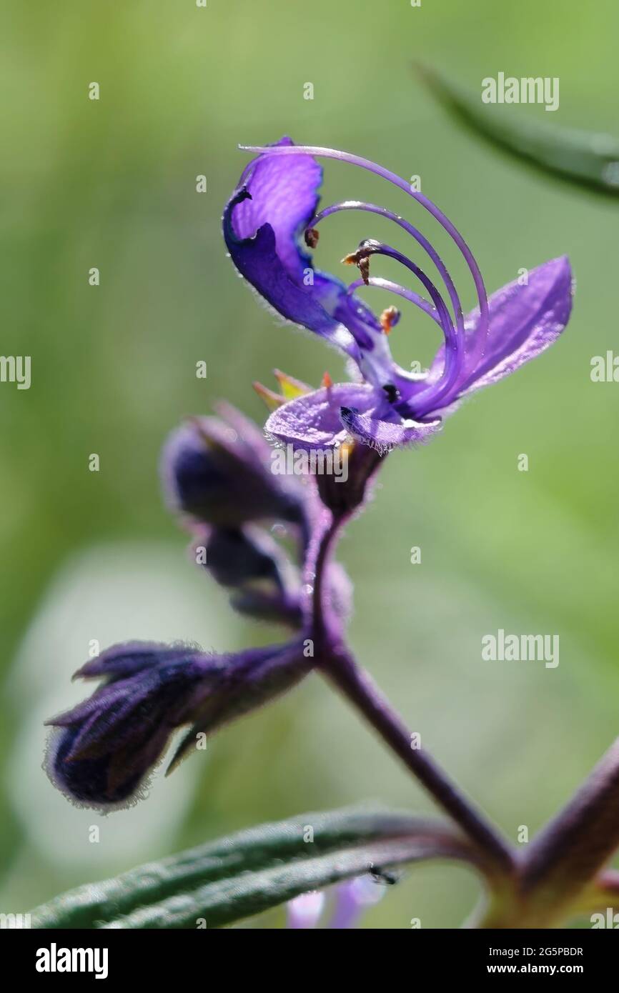 Beautiful purple Trichostema lanatum flowers in a garden Stock Photo