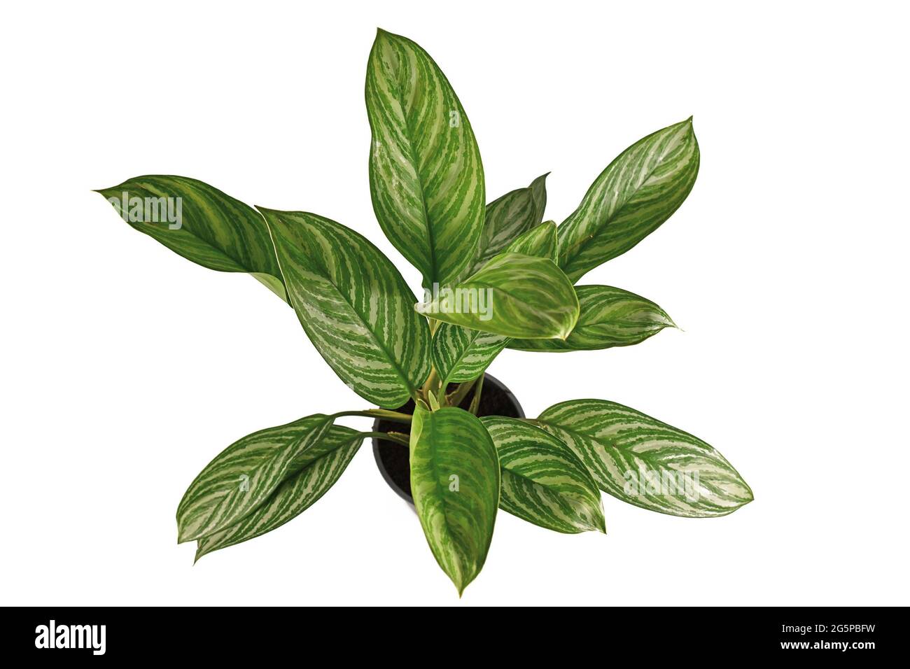 Top view of exotic 'Aglaonema Stripes' houseplant with long leaves with silver stripe pattern in flower pot isolated on white background Stock Photo