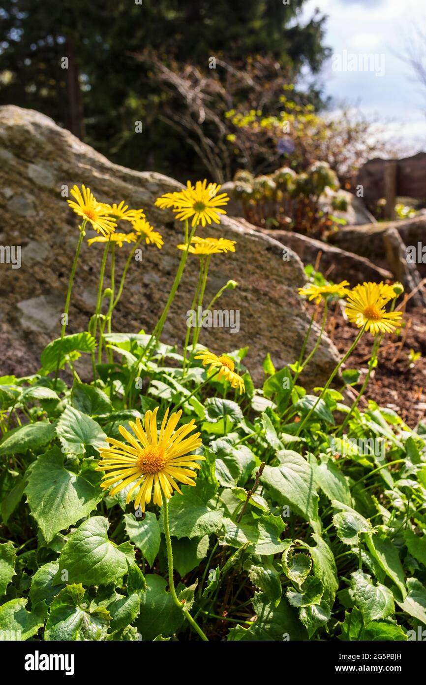 Flowering summer flowers a sunny day Stock Photo