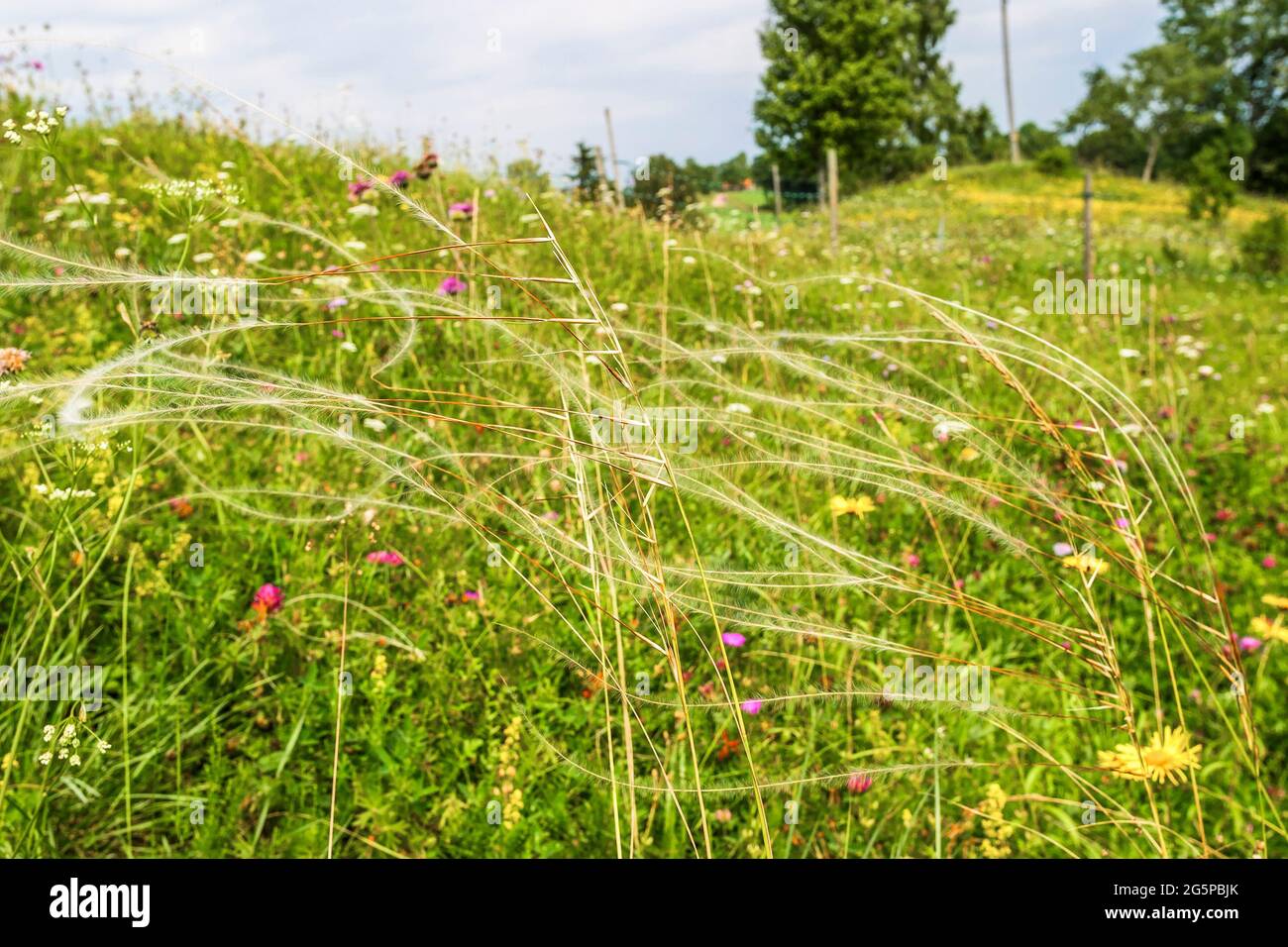 European feather grass on a meadow with wildflowers Stock Photo