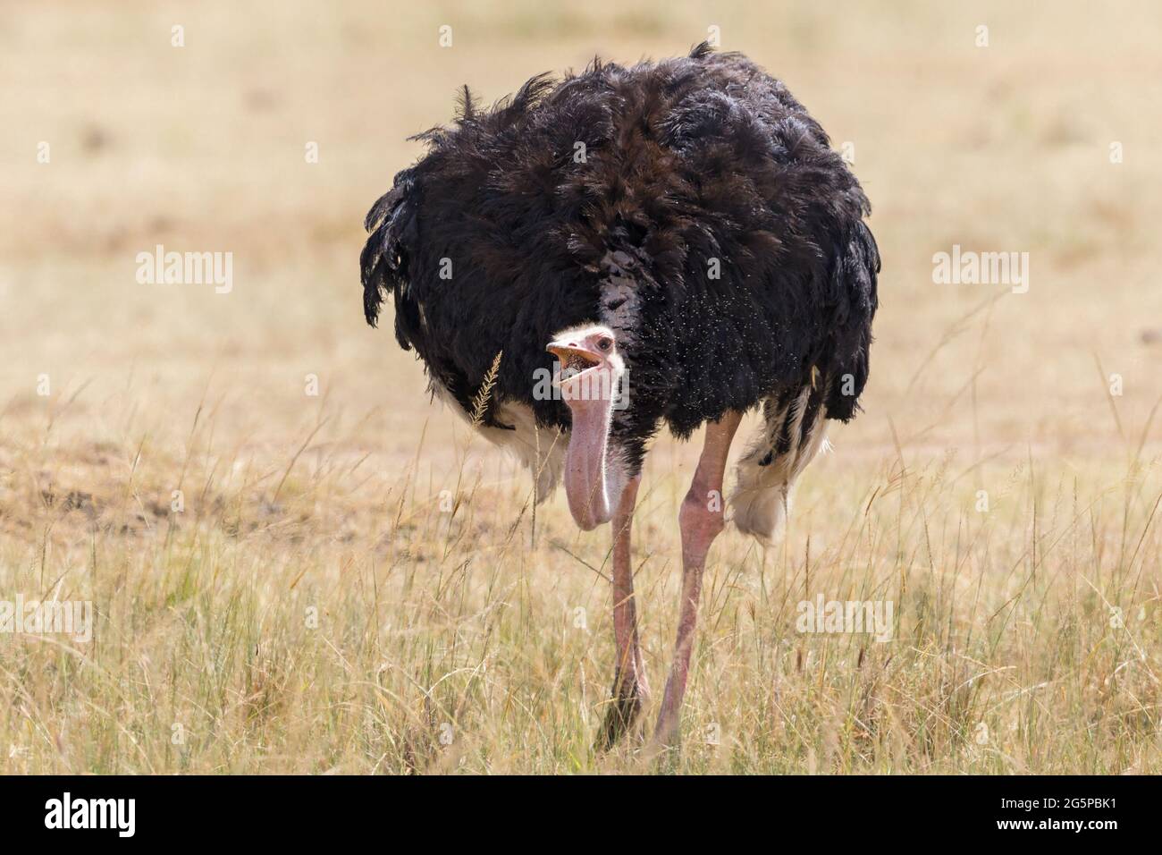 Ostrich eating seeds from grass Stock Photo