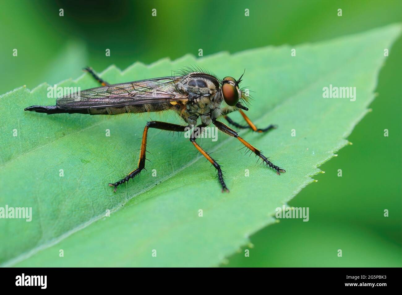 Closeup of Common Awl Robberfly on a green leaf Stock Photo - Alamy