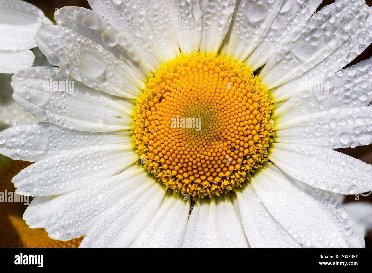 Beautiful Oxeye daisy flower with morning dew Stock Photo - Alamy
