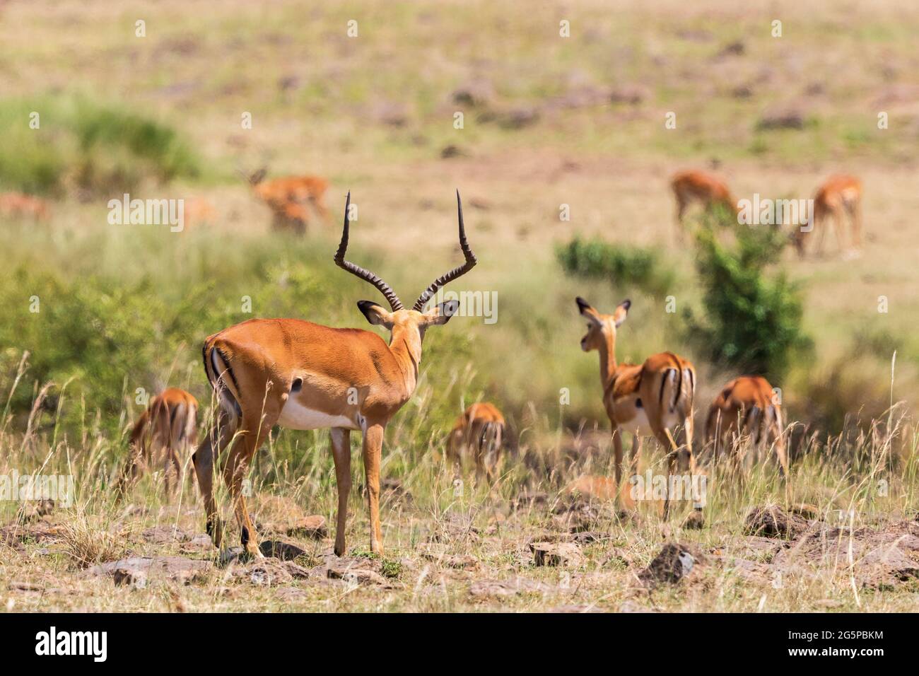 Impala Female impala with horns hi-res stock photography and images - Alamy