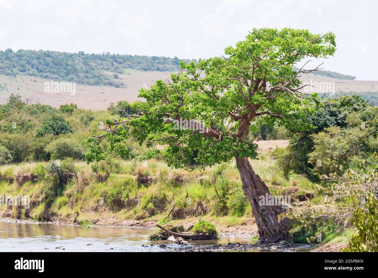 Savannah trees hi-res stock photography and images - Alamy