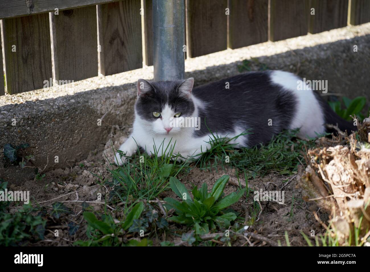 Cute white and gray cat resting in the yard in the sunshine Stock Photo ...