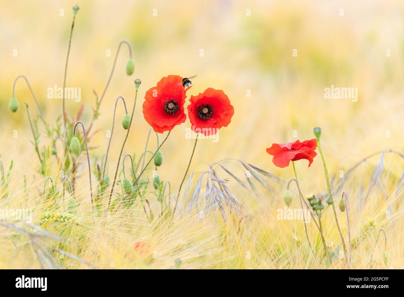 Bumblebee visiting red poppies in barley and oats field planted to benefit wildlife - Scotland, UK Stock Photo