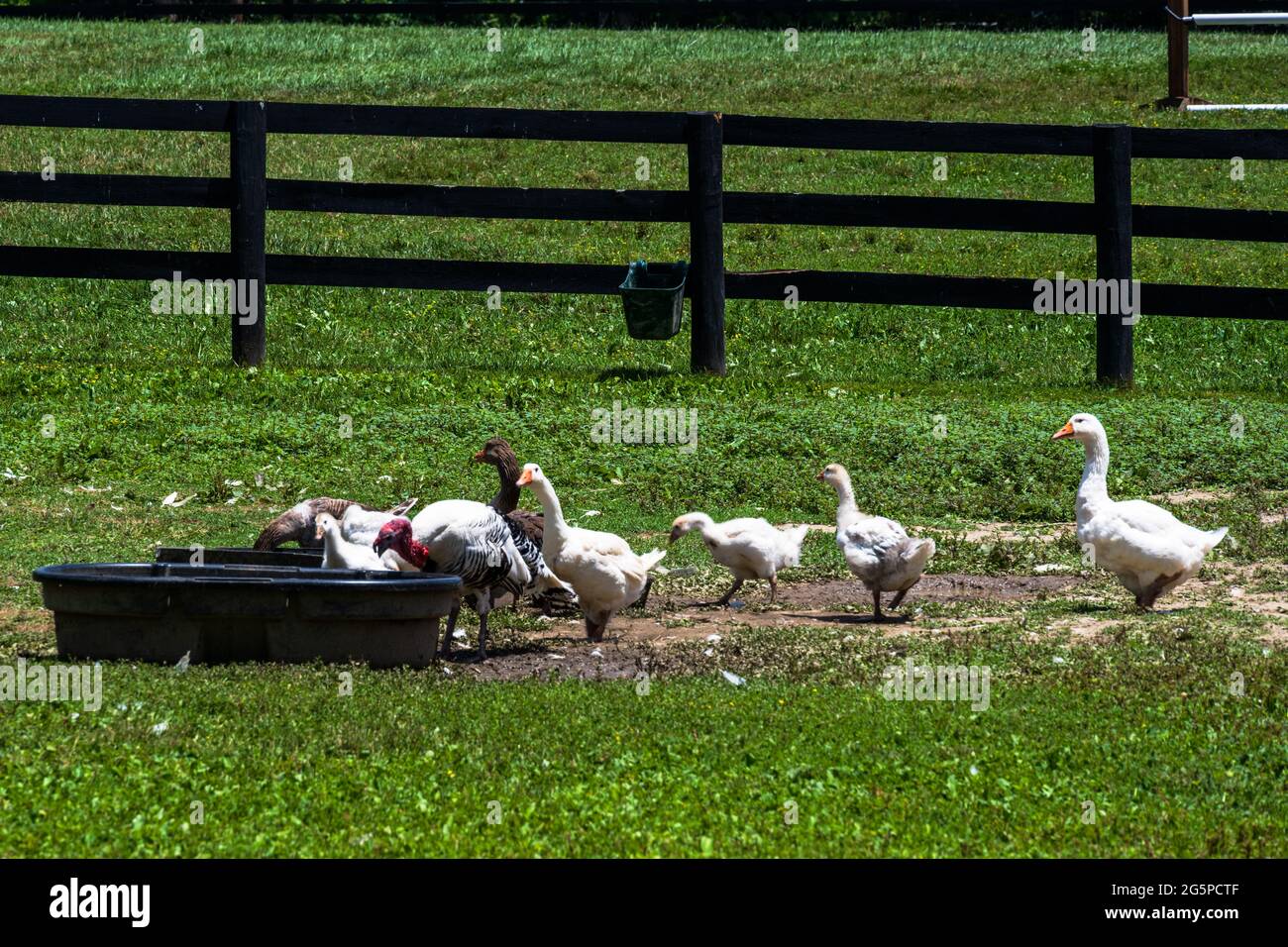 A long distance photo taken with a zoom lens of geese lined up to feed
