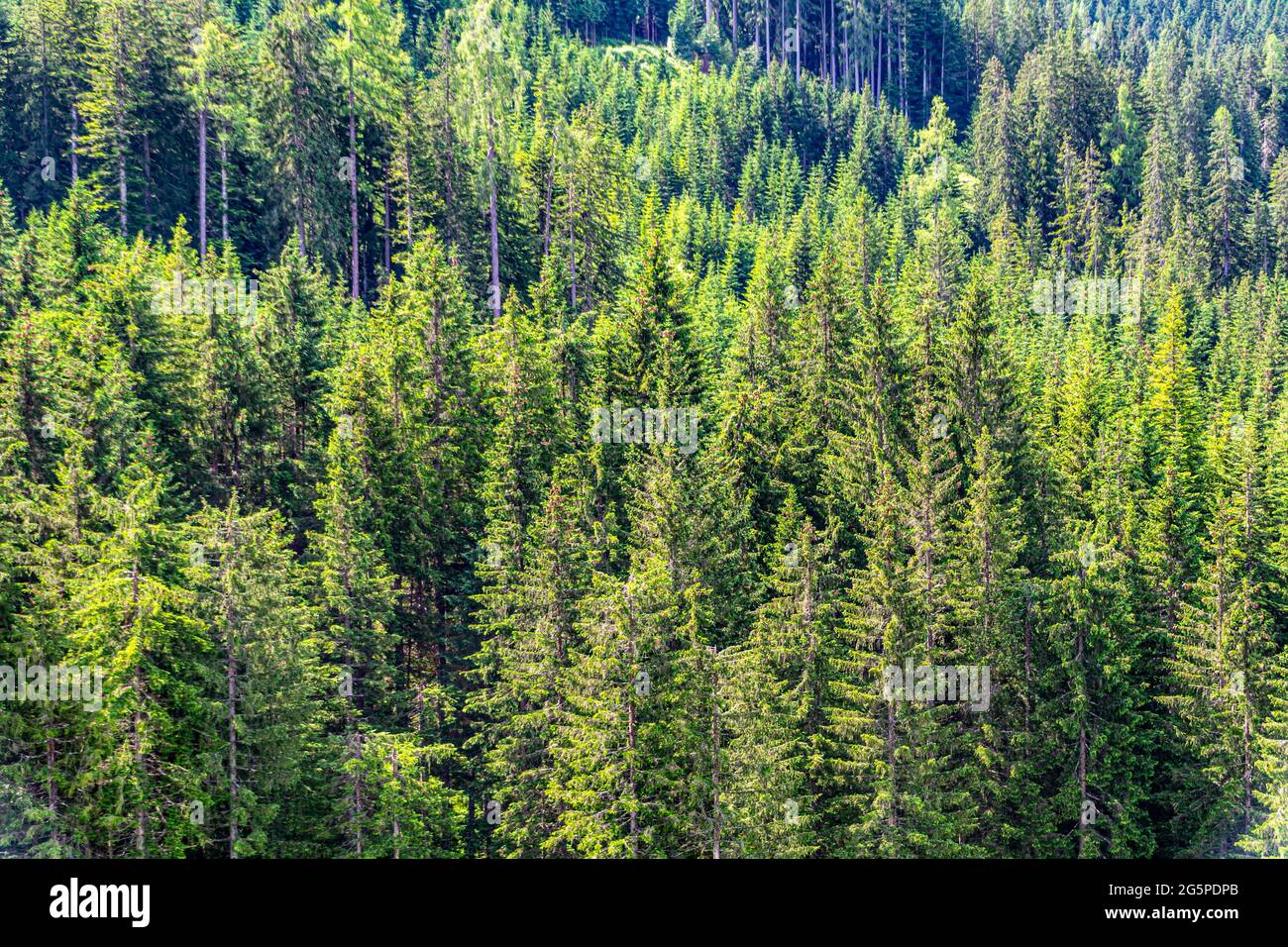 Lumber evergreen hi-res stock photography and images - Alamy
