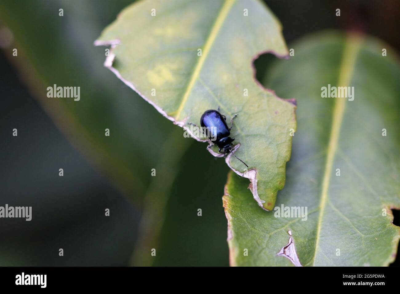 Blue mint beetle (Chrysolina coerulans Stock Photo Alamy