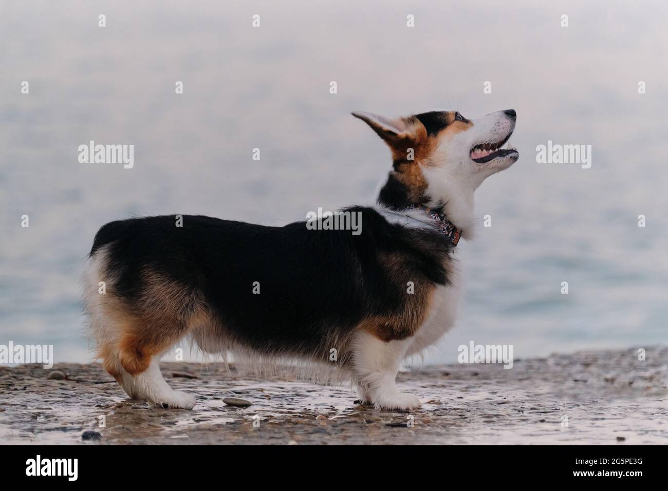 Welsh Corgi Pembroke tricolor stands beautifully and poses on pier in  morning against background of blue sea. Smallest Shepherd in the world.  Walking Stock Photo - Alamy