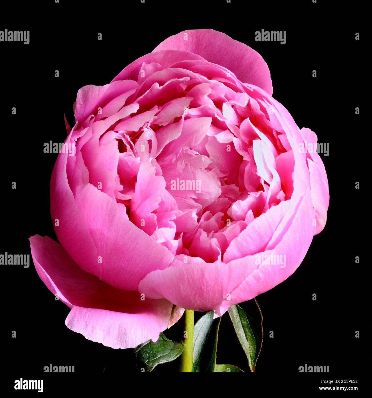 A spectacular pink Peony flower photographed against a black background. This is a variety called ‘Sarah Bernhardt’ Stock Photo