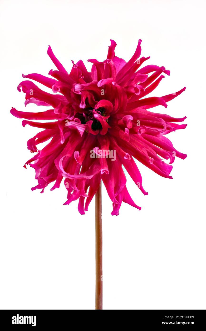 Close up of a Cerise Shaggy Dahlia flower. A member of the Compositae (also called Asteraceae) family, they originate from Mexico and South America. Stock Photo