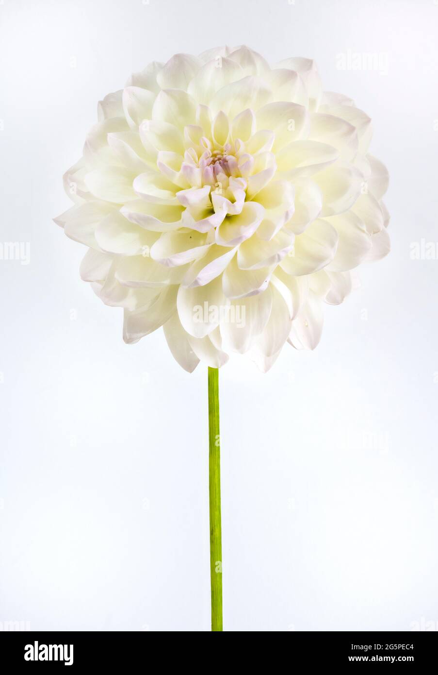 Close up of a white Pom Pom Dahlia flower. A member of the Compositae (also called Asteraceae) family, they originate from Mexico and South America. Stock Photo