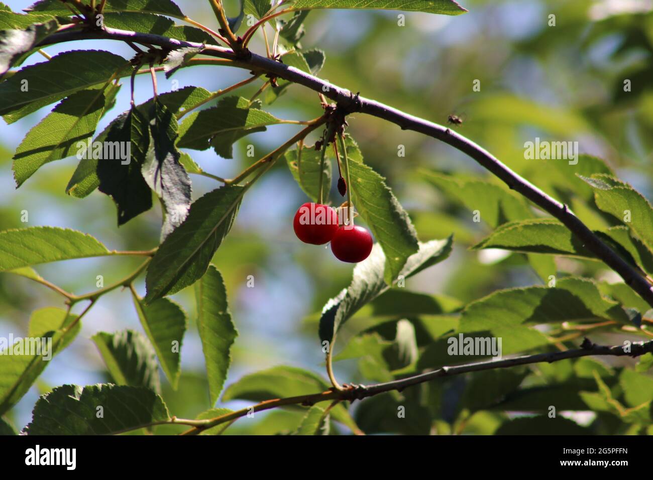 Fresh red sour cherries on the tree Stock Photo