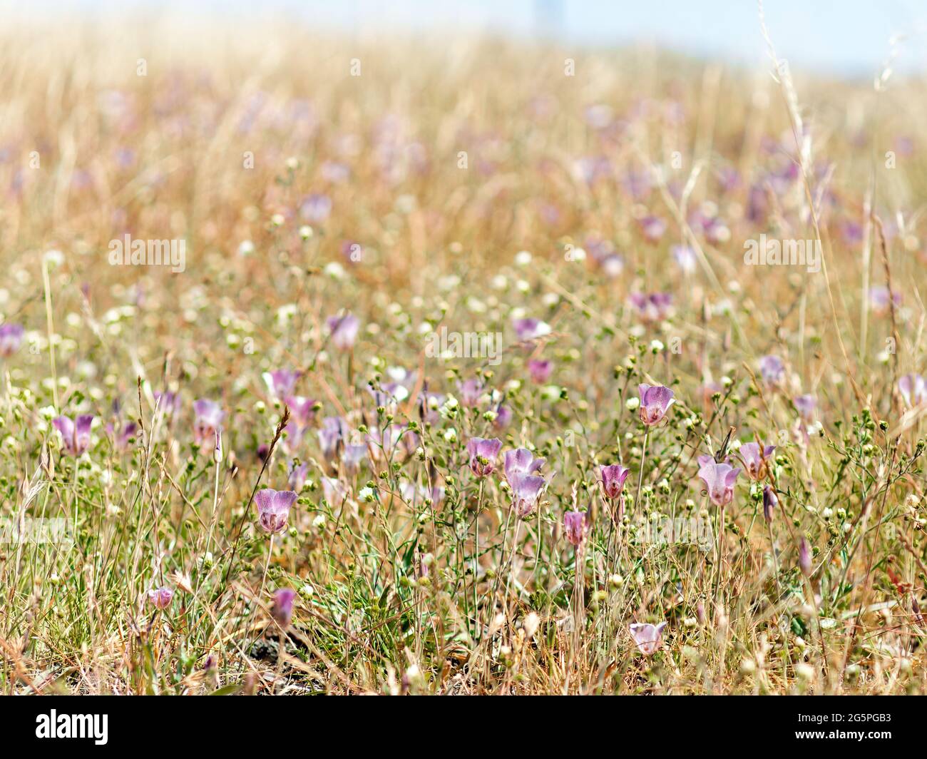 Small purple flowers in a field Stock Photo - Alamy