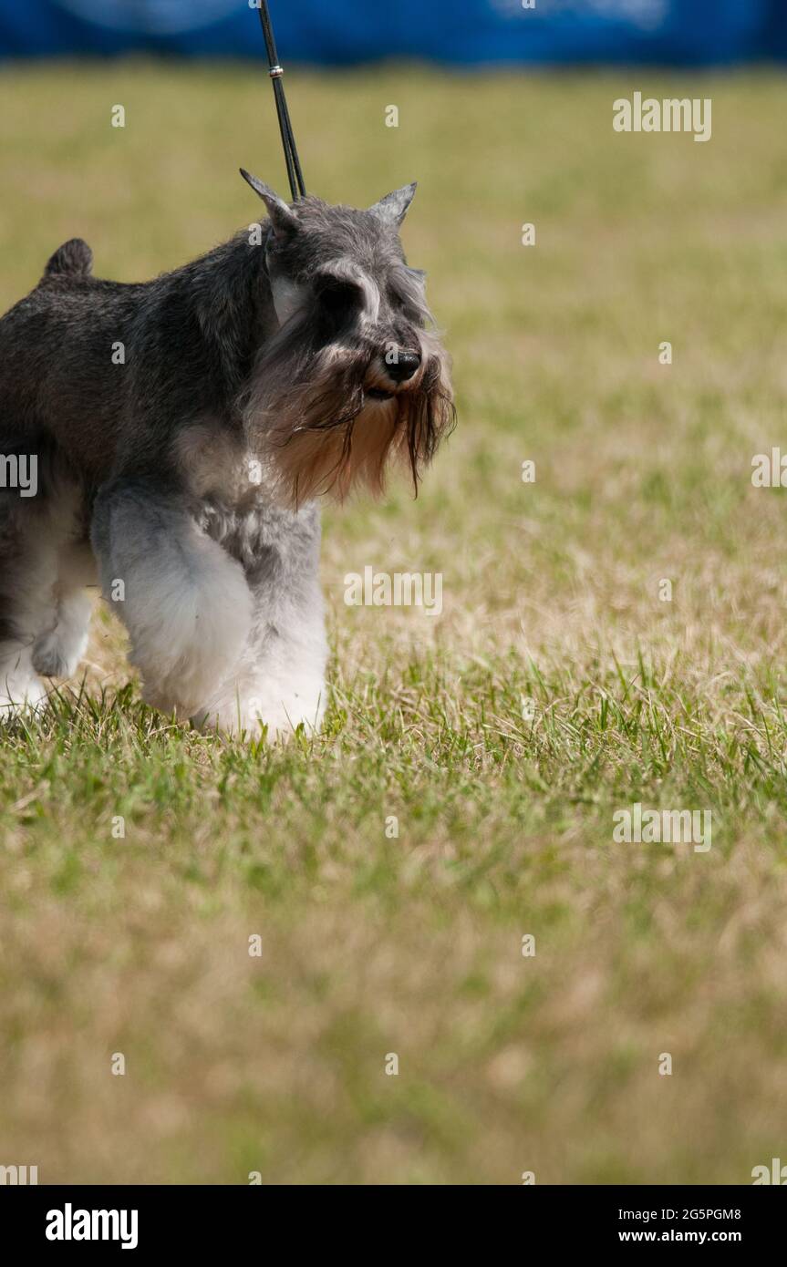 Miniature Schnauzer at a dog show in New York Stock Photo